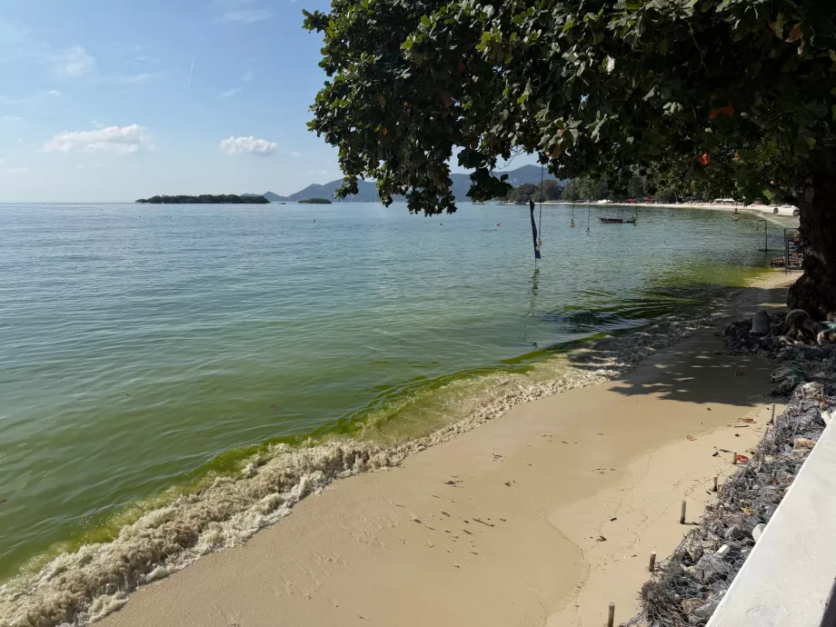 Plage de l'hôtel pleine d'algues
