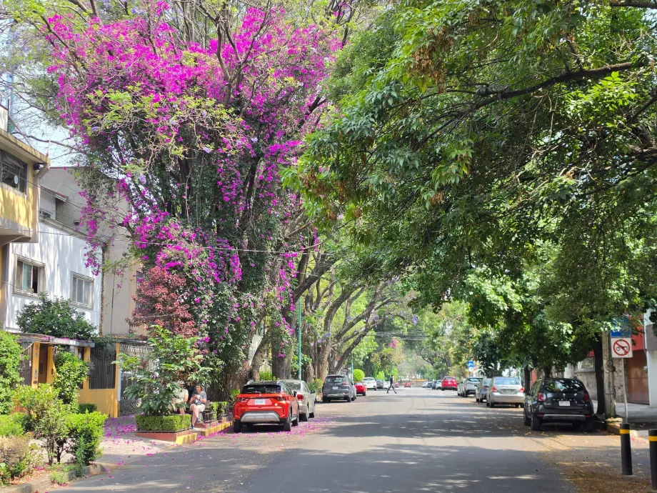 District de Coyoacán
