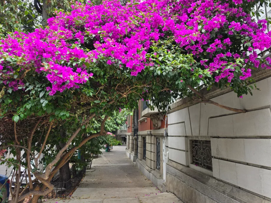 Rues de Roma Norte