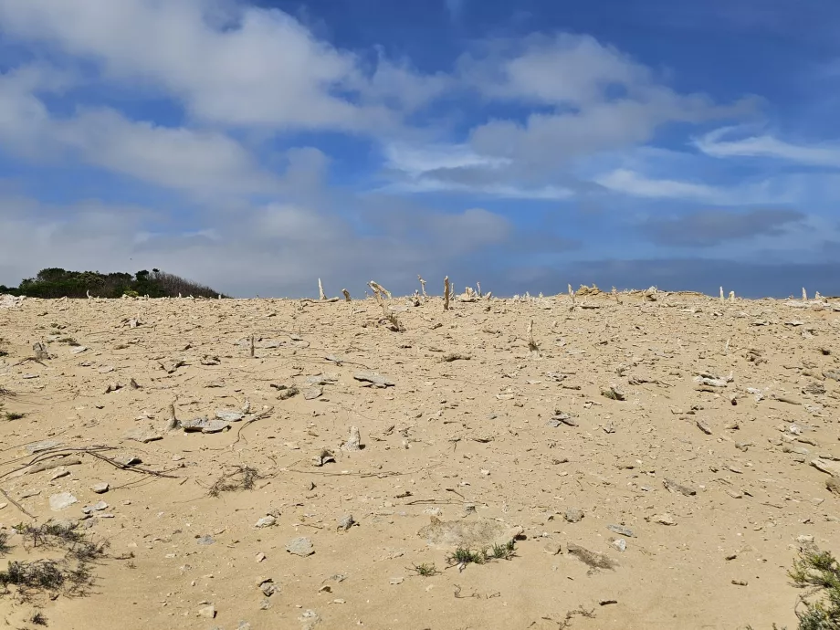 Forêt calcifiée