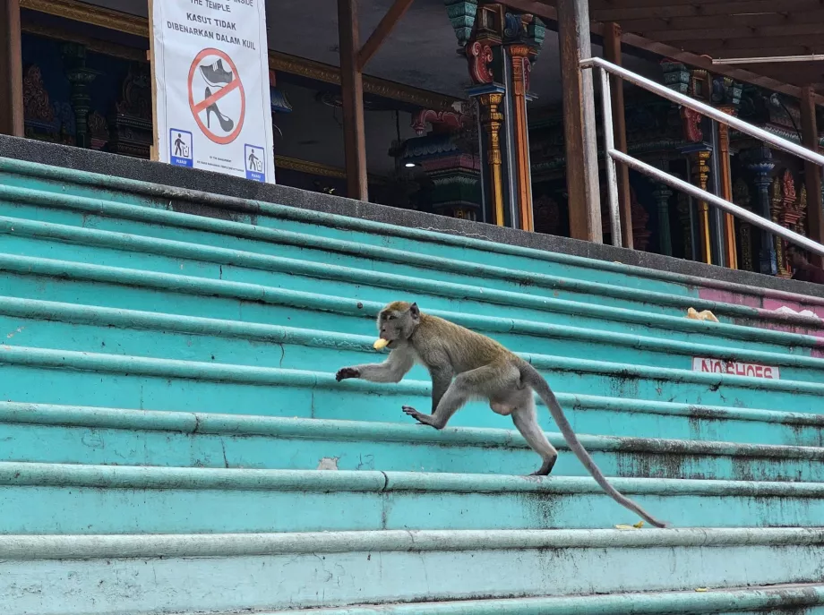 Singes à Batu Caves