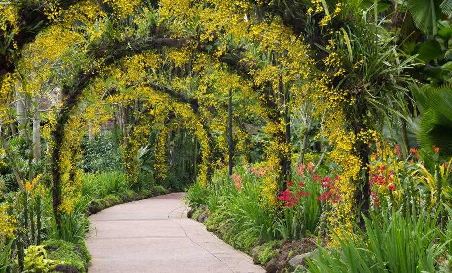 Jardin botanique de Singapour