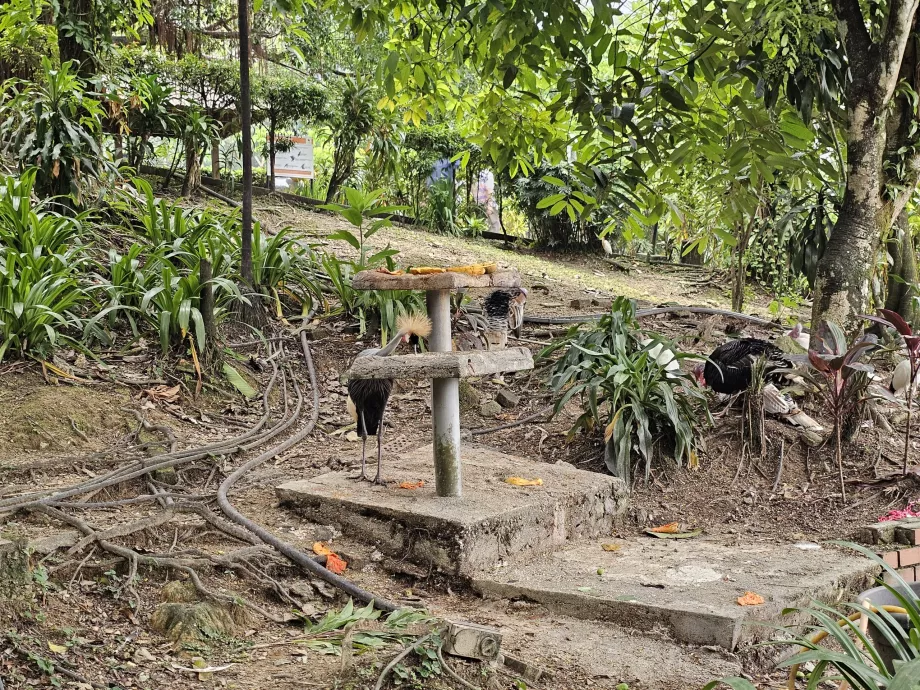 Parc à oiseaux