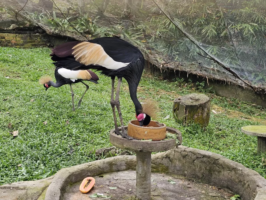 Parc à oiseaux