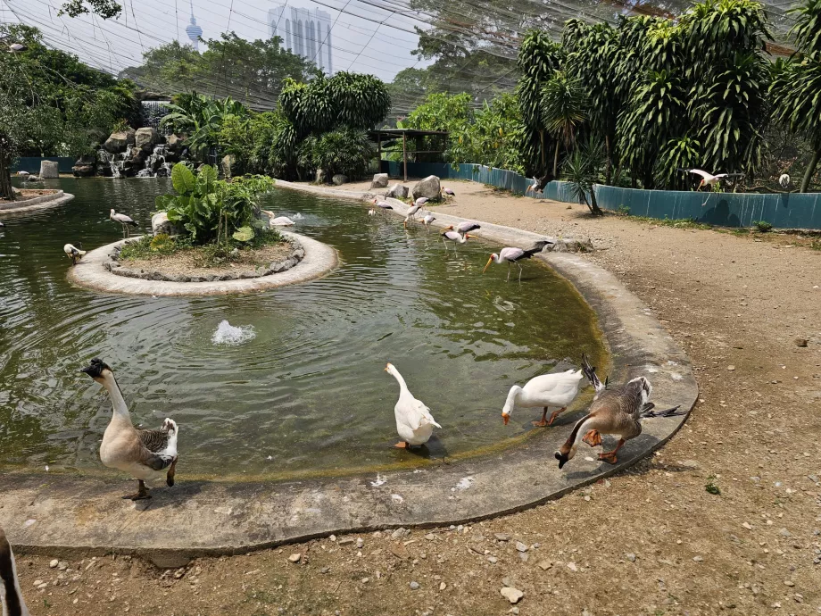 Parc à oiseaux