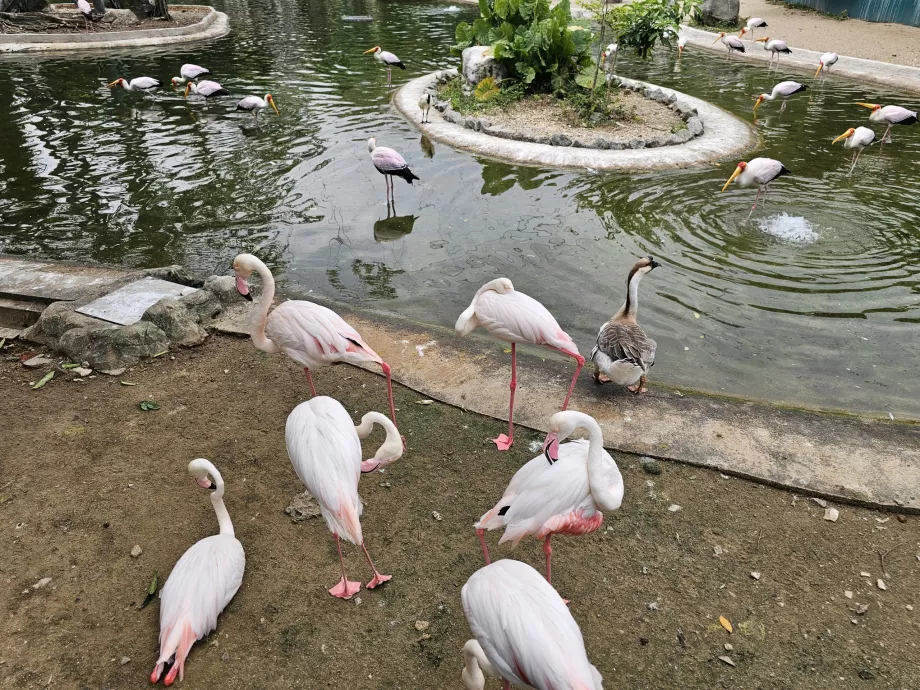 Parc à oiseaux