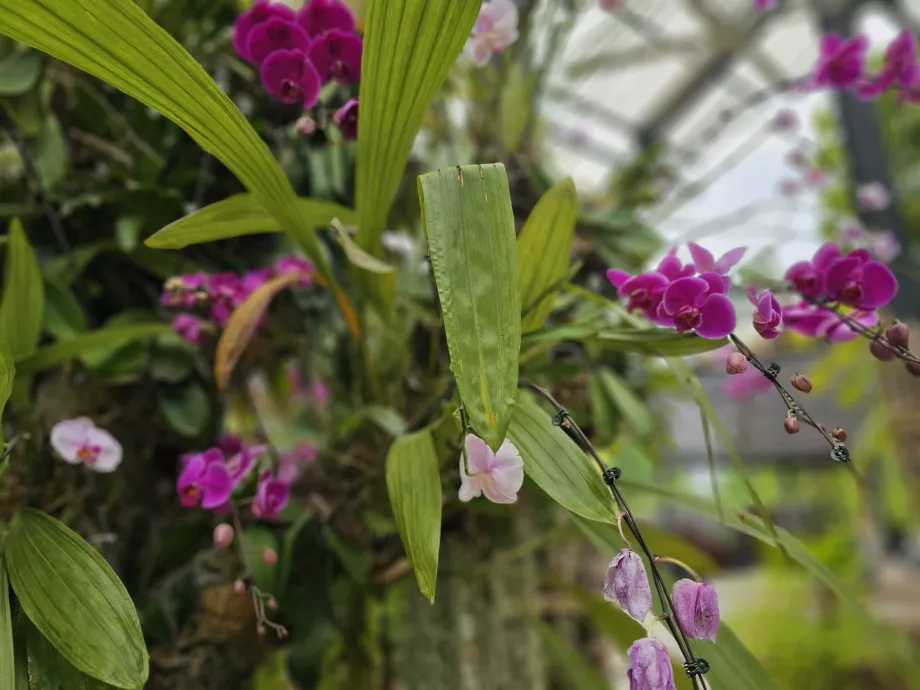 Jardin d'orchidées