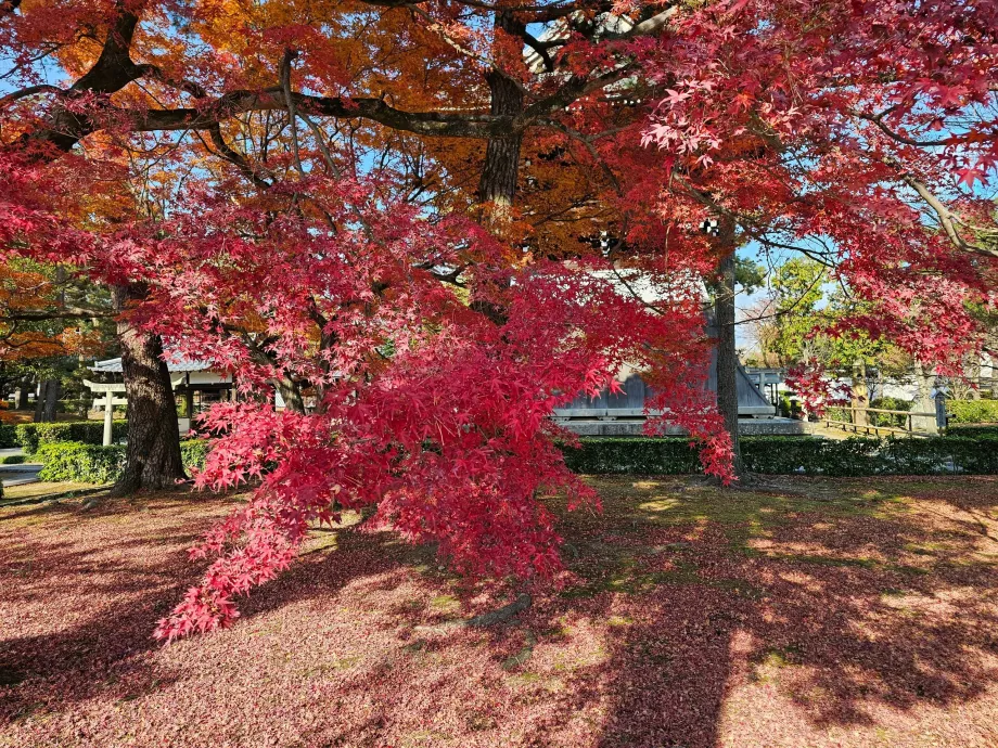 Temple Shokoku-ji