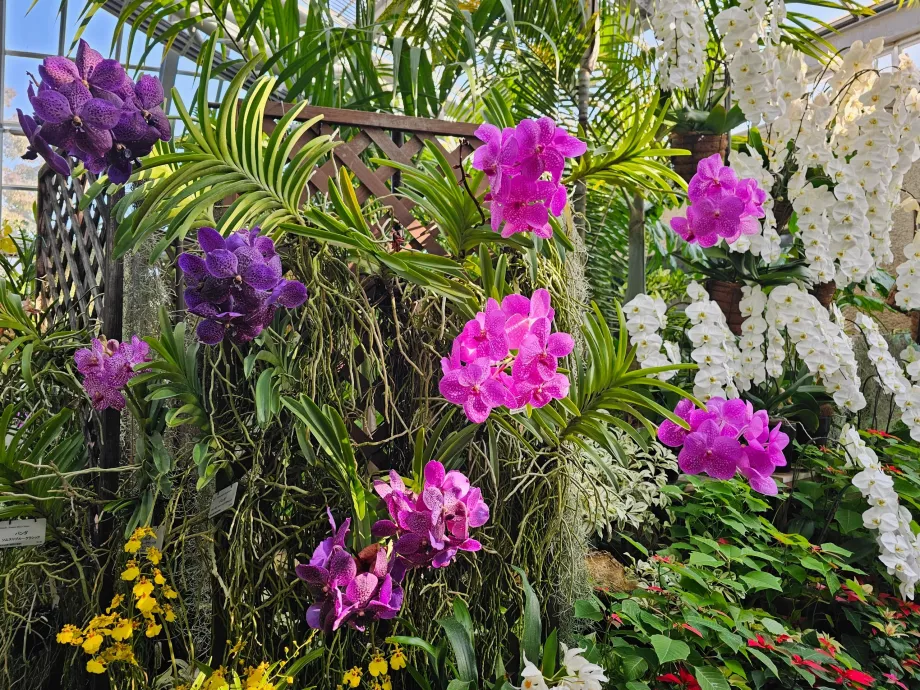 Jardins botaniques de Kyoto
