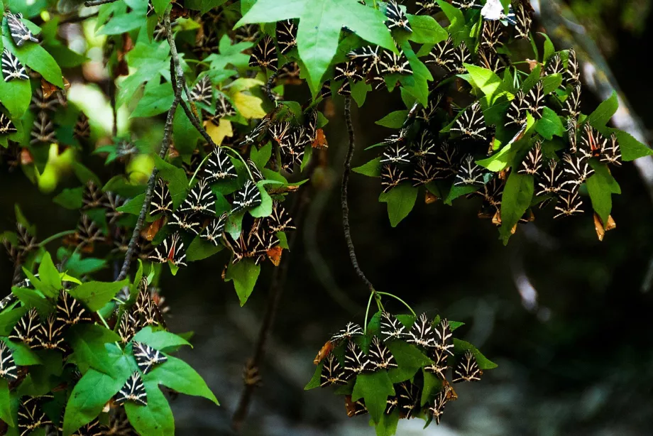 Vallée des papillons