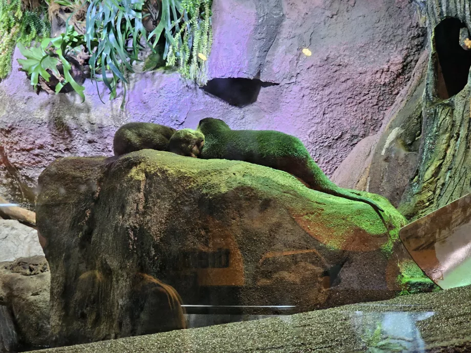 Aquarium