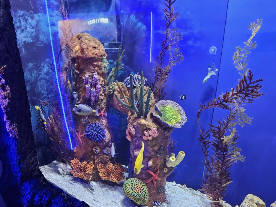 Aquarium