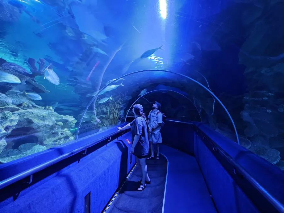 Tunnel sous-marin, Aquariums