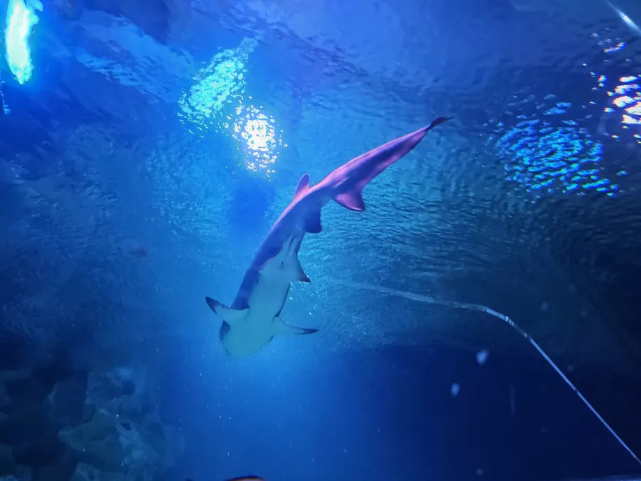 Le requin dans l'aquarium