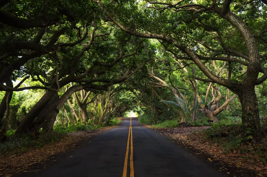 Forêt sur la route de Hana