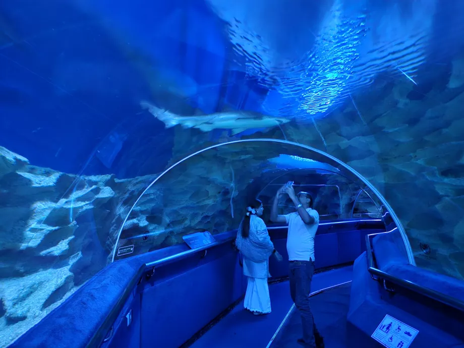 Le requin dans l'aquarium