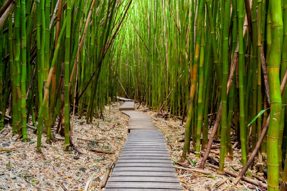Forêt de bambous