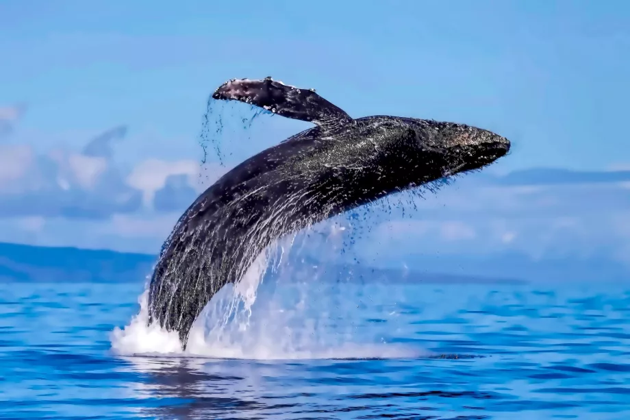 Baleines de Maui