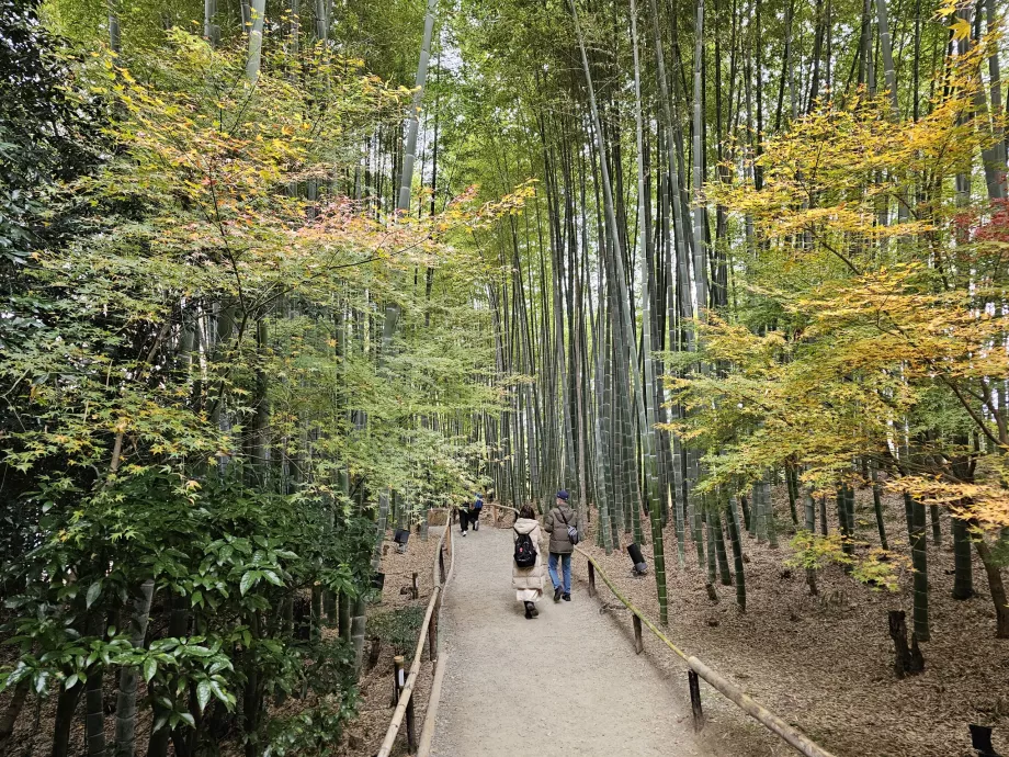 Temple Kodai-ji, forêt de bambous