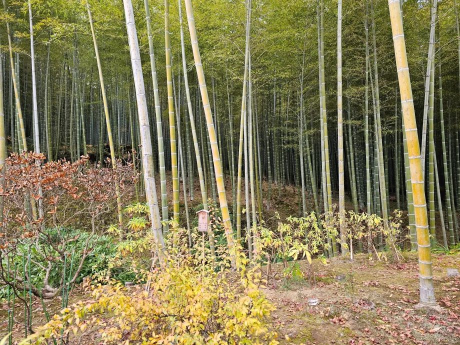 Forêt de bambous d'Arashiyama