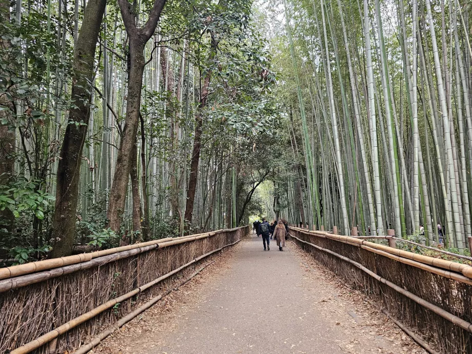 Forêt de bambous d'Arashiyama