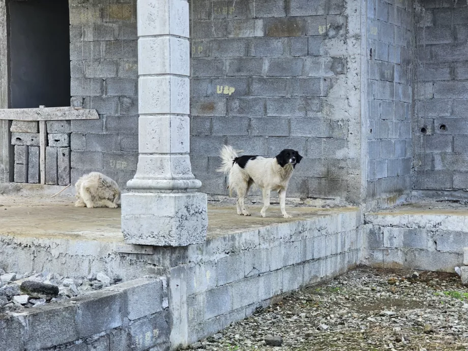 Chiens errants