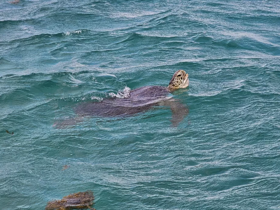Tortue pendant la croisière