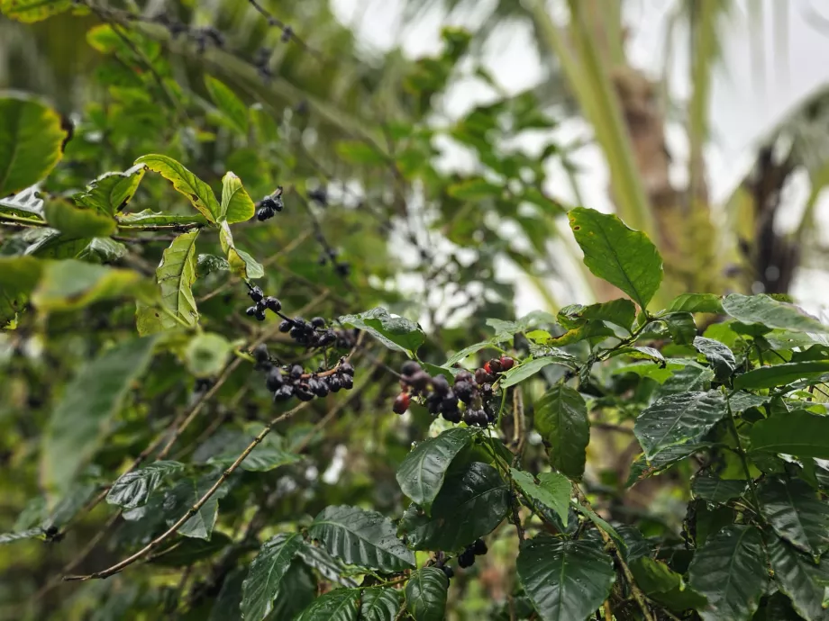 Café en vanille de plantation