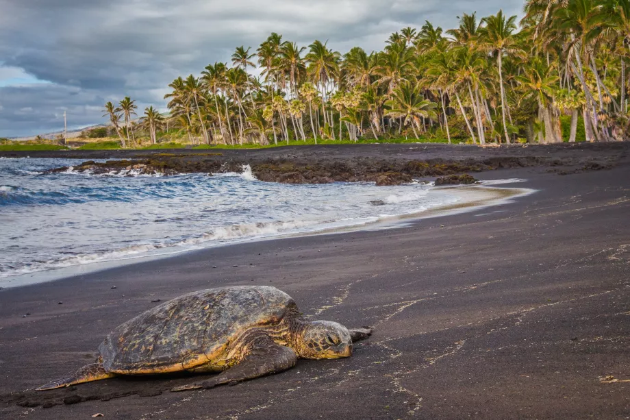 Tortues sur la plage de Punaluu