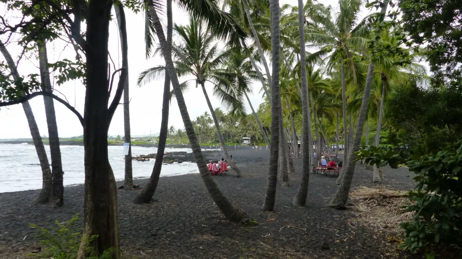 Palmeraie sur la plage de Punaluu