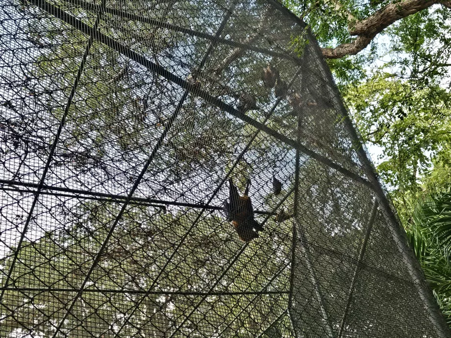 Chauves-souris au zoo de Casela