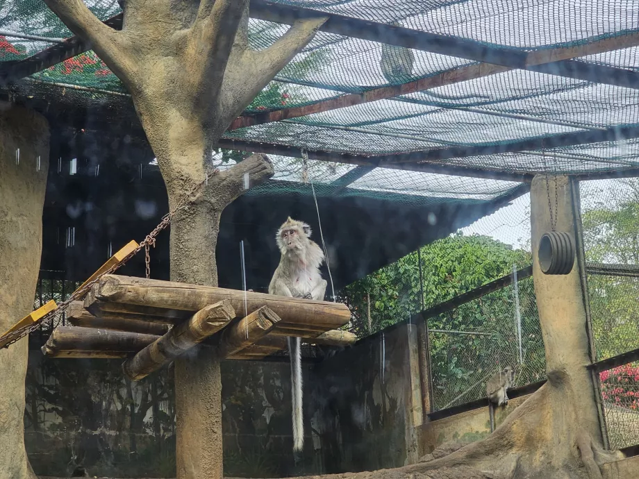 Singes au zoo de Casela