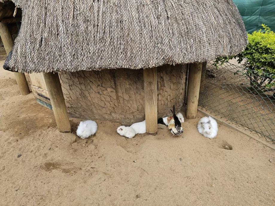 Lapins au zoo de Casela