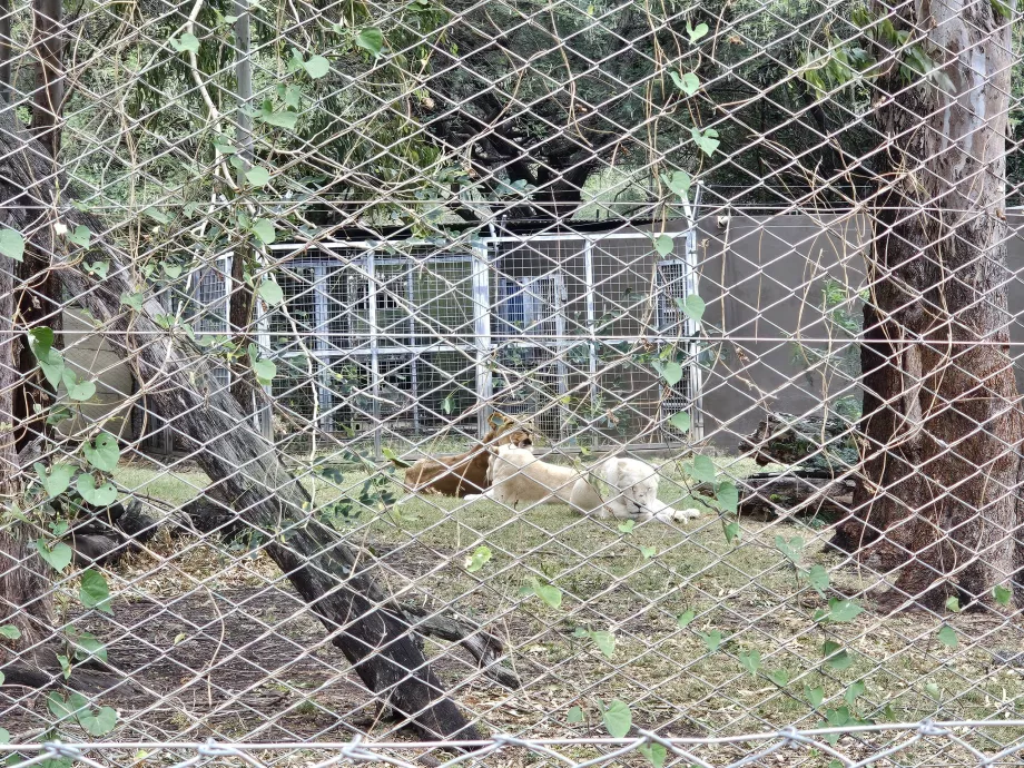 Lions au zoo de Casela
