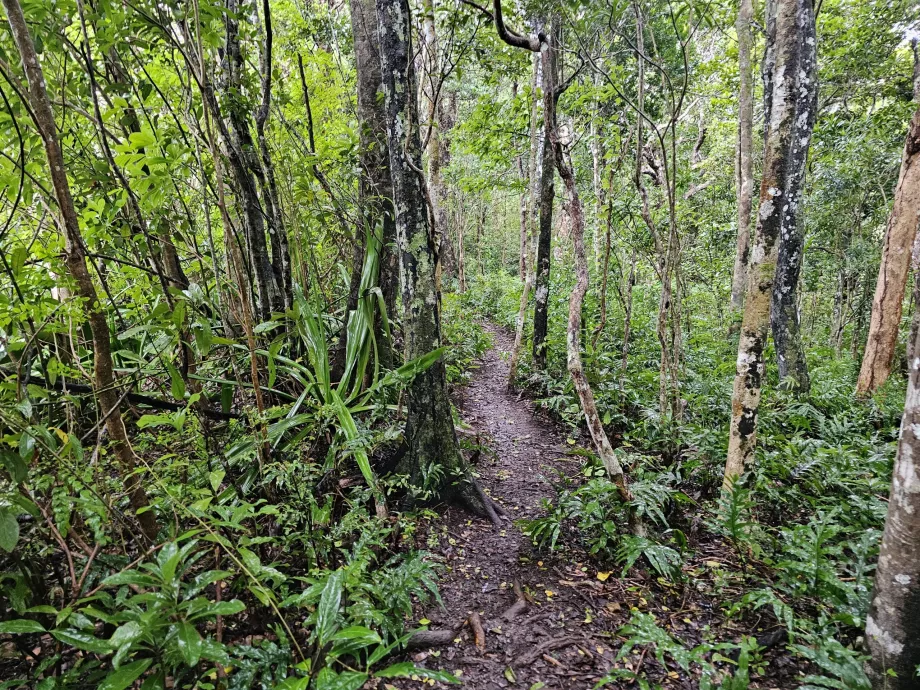 Forêt d'ébène