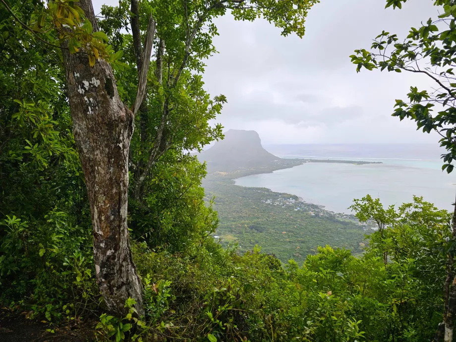 Forêt d'ébène, vue du Morne