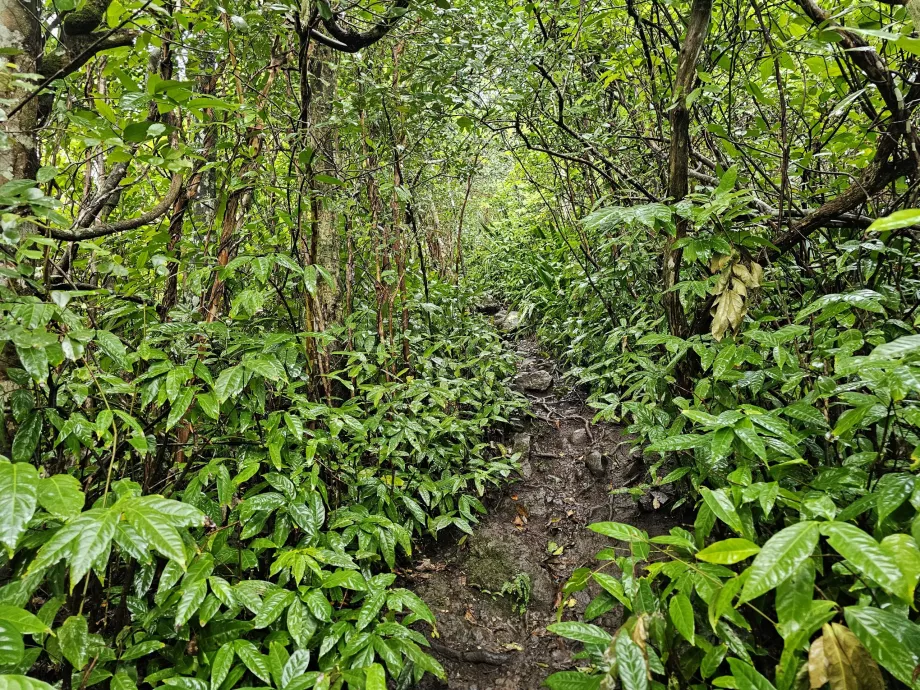 Piton du Canot, chemin à travers la forêt