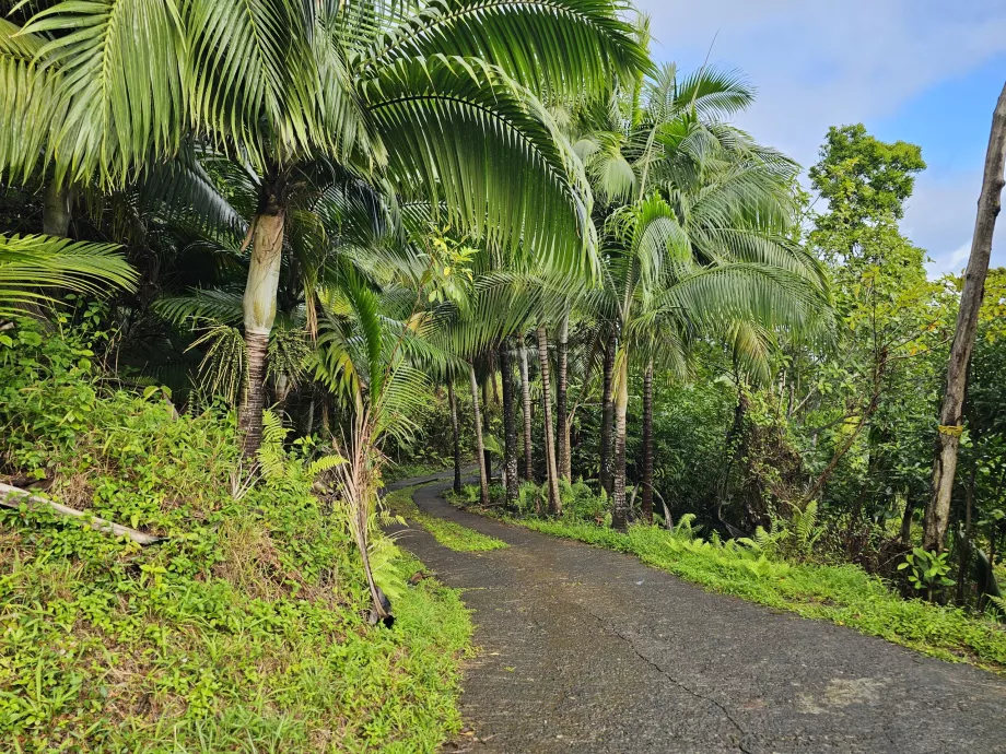 Forêt d'ébène