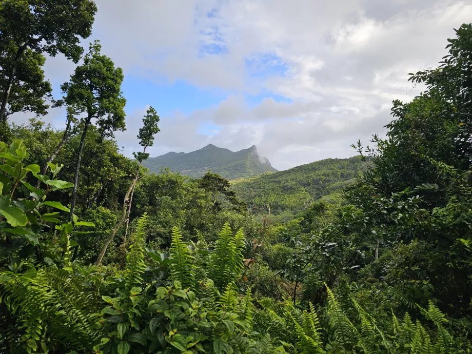 Forêt d'ébène