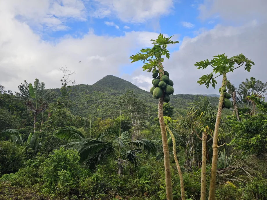 Forêt d'ébène