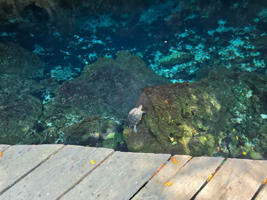 Des tortues à Gran Cenote
