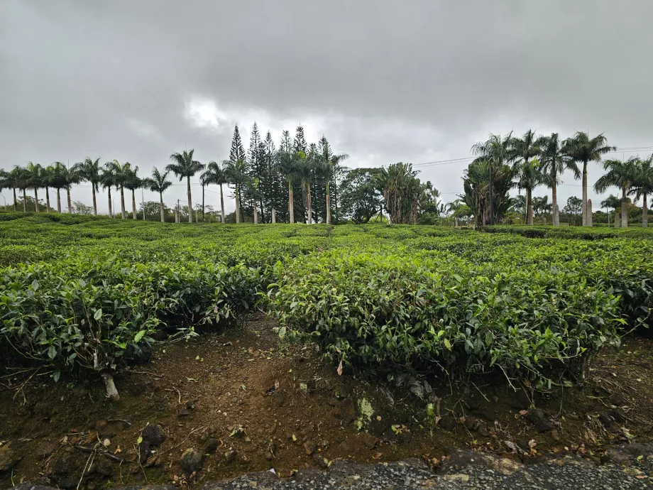Plantation de thé Bois Cheri