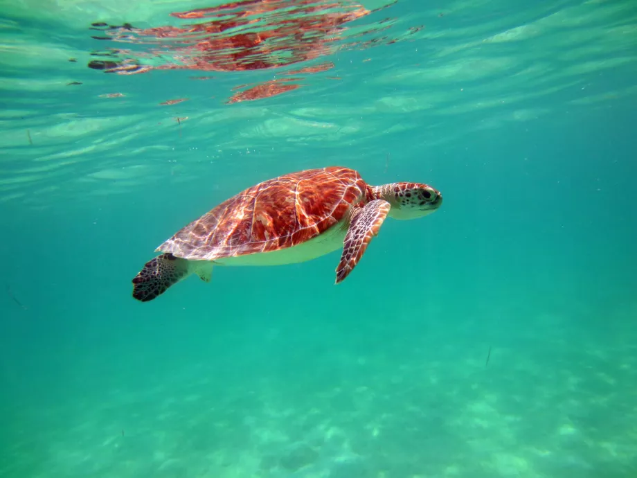 Des tortues dans la baie d'Akumal