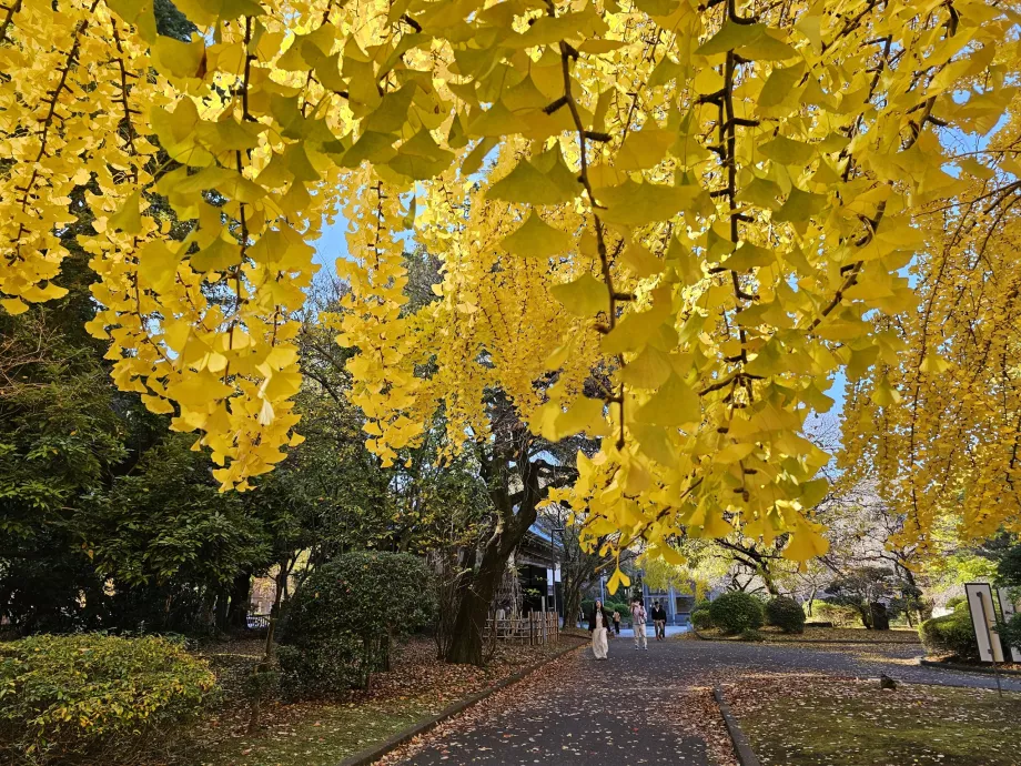 Automne dans le parc d'Ueno
