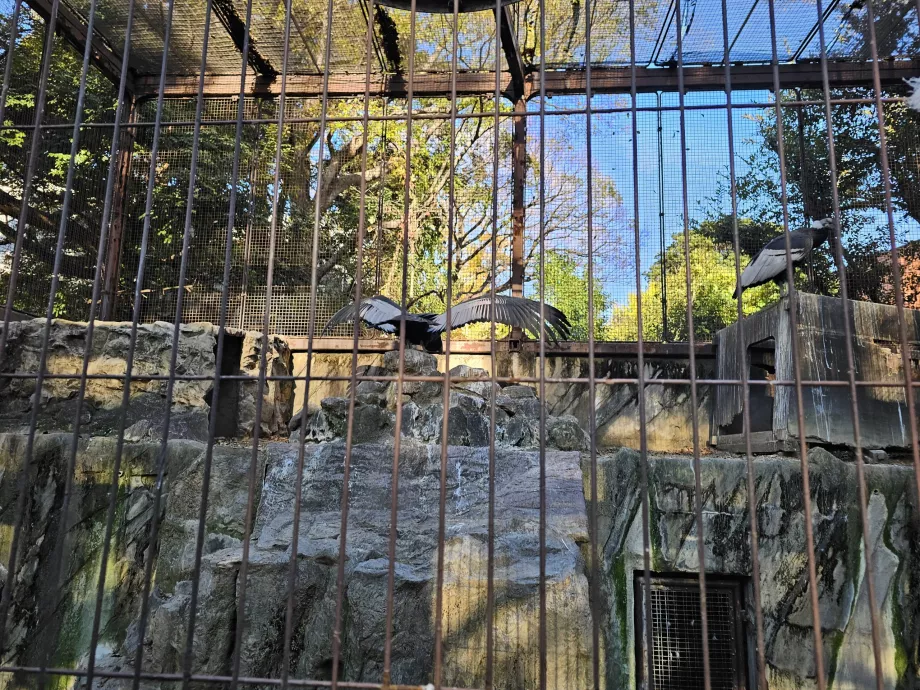 Vautours au zoo d'Ueno