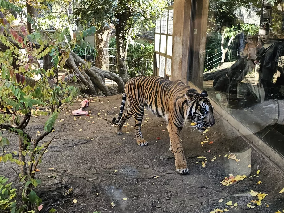 Tigre au zoo d'Ueno