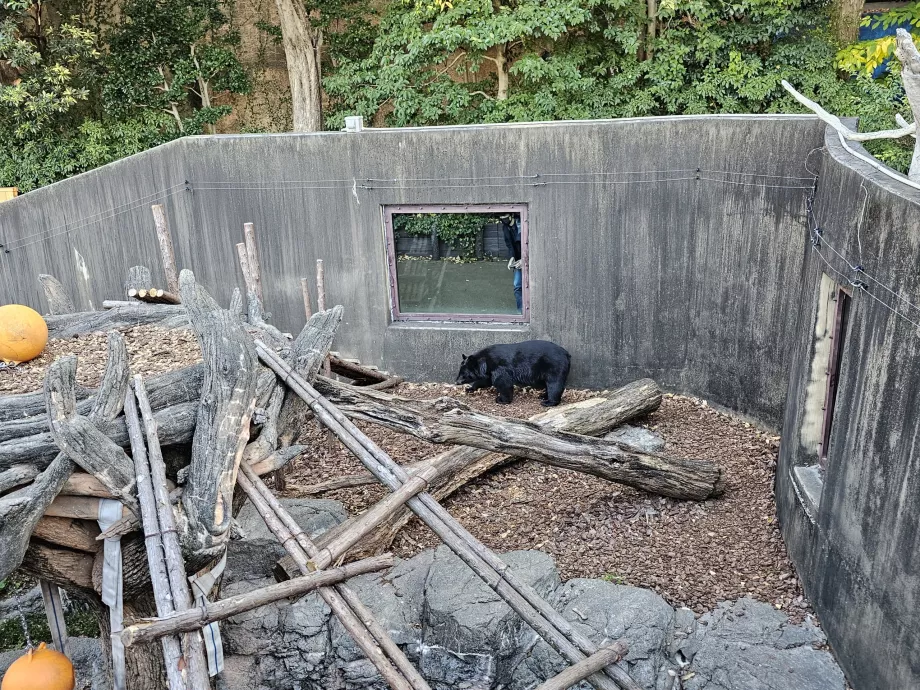 Ours au zoo d'Ueno