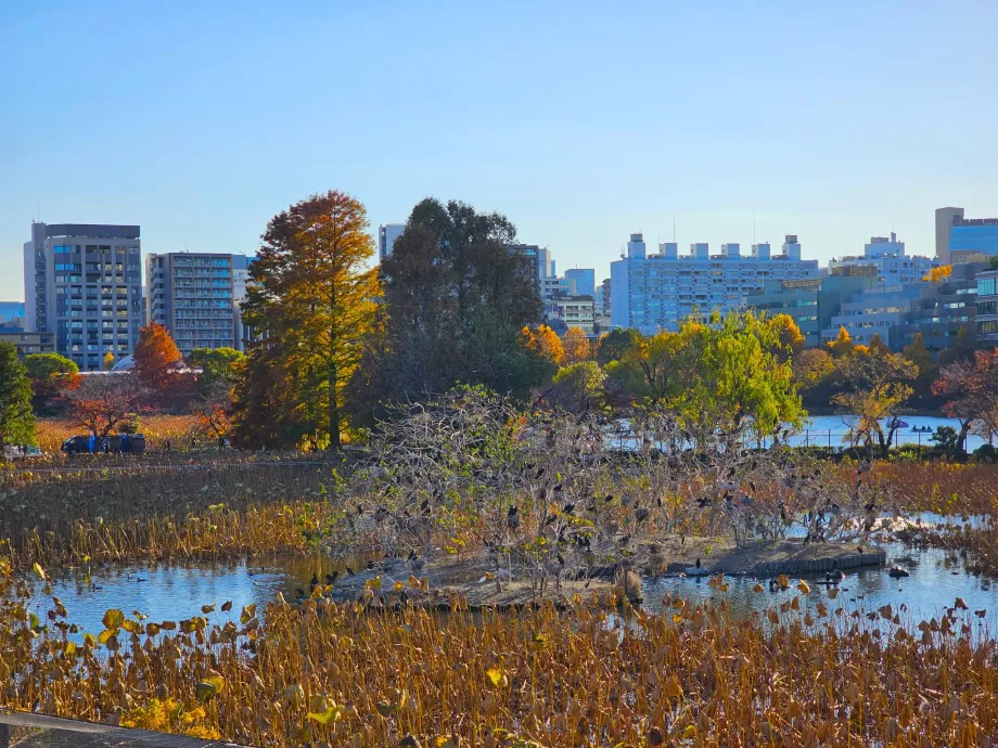 Parc d'Ueno, étang de Shinobazu