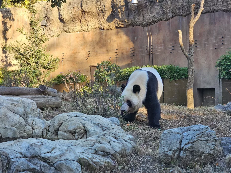 Panda au zoo d'Ueno