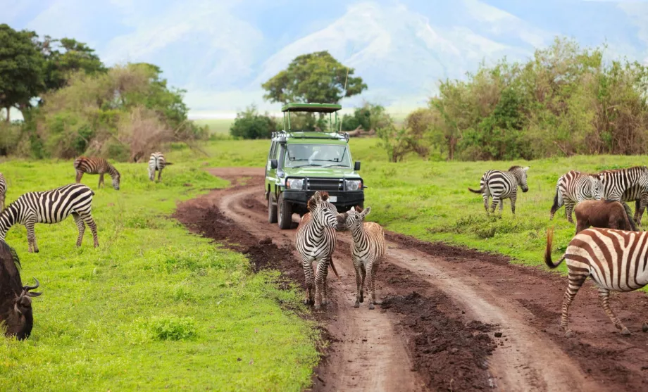 Voiture en safari